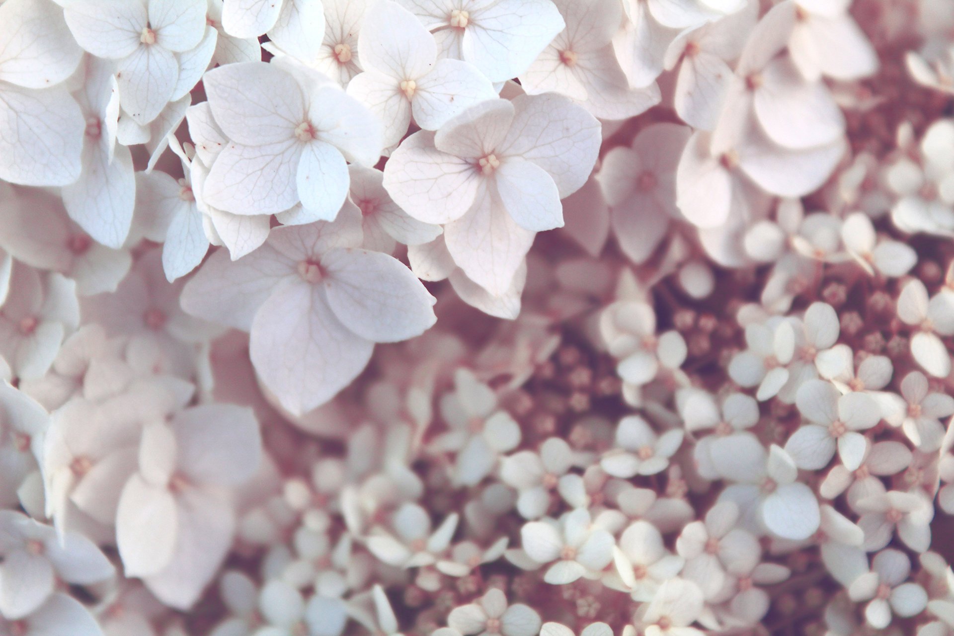 small-white-petals